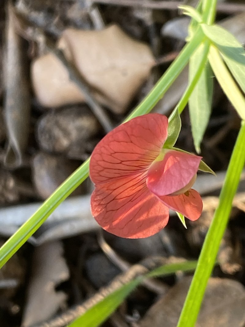 Red Pea photo 6