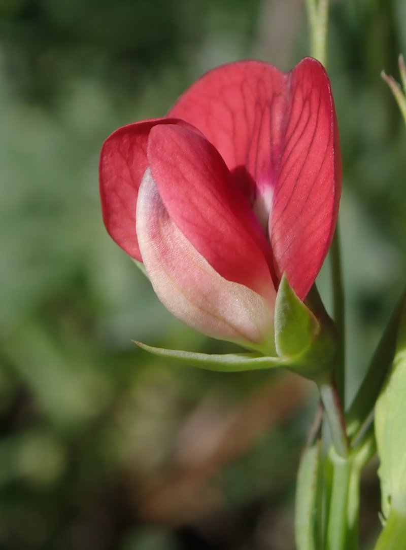 Red Pea photo 7
