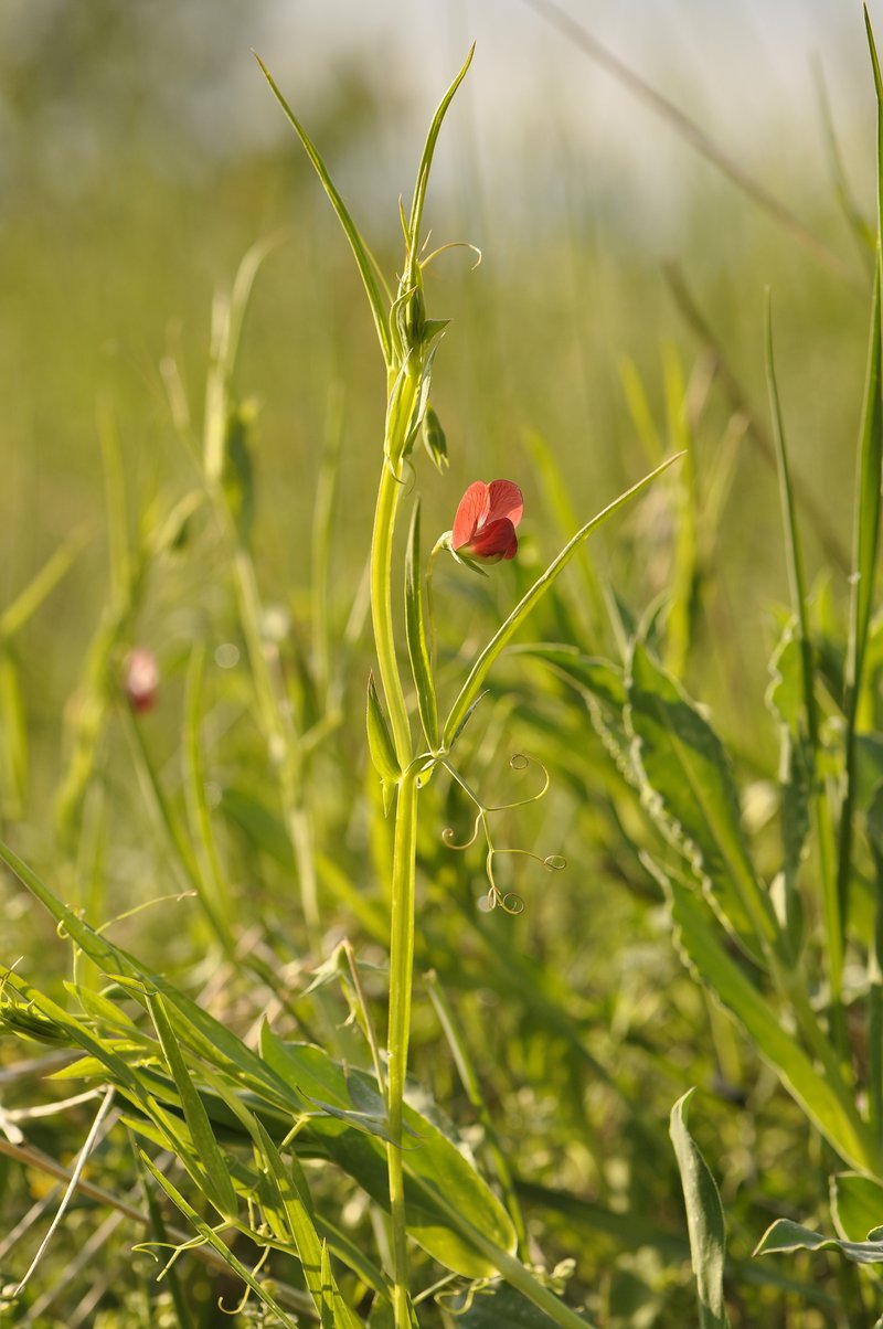Red Pea photo 8