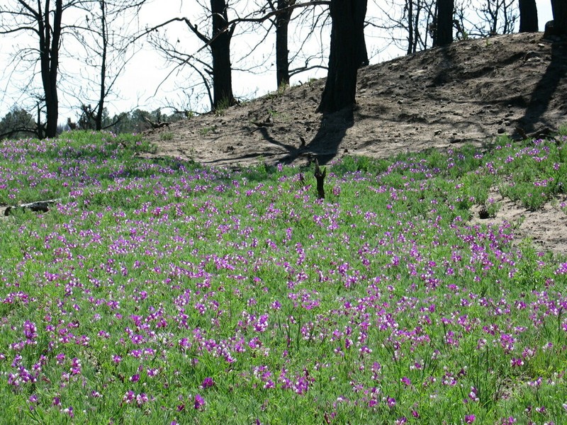 Lathyrus decaphyllus