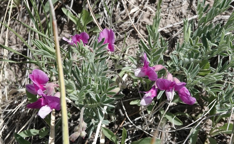 Lathyrus decaphyllus photo 2