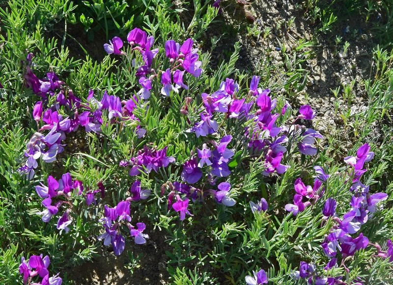 Lathyrus decaphyllus photo 3