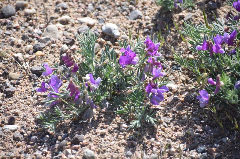 Lathyrus decaphyllus photo 4