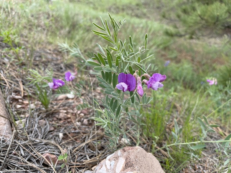 Lathyrus decaphyllus photo 5