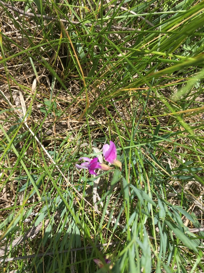 Lathyrus decaphyllus photo 6