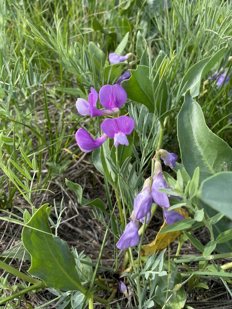 Lathyrus decaphyllus photo 7