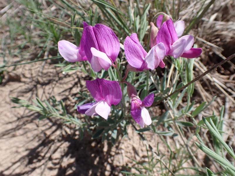 Lathyrus decaphyllus photo 8