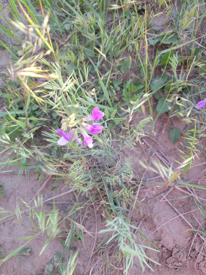 Manystem Pea