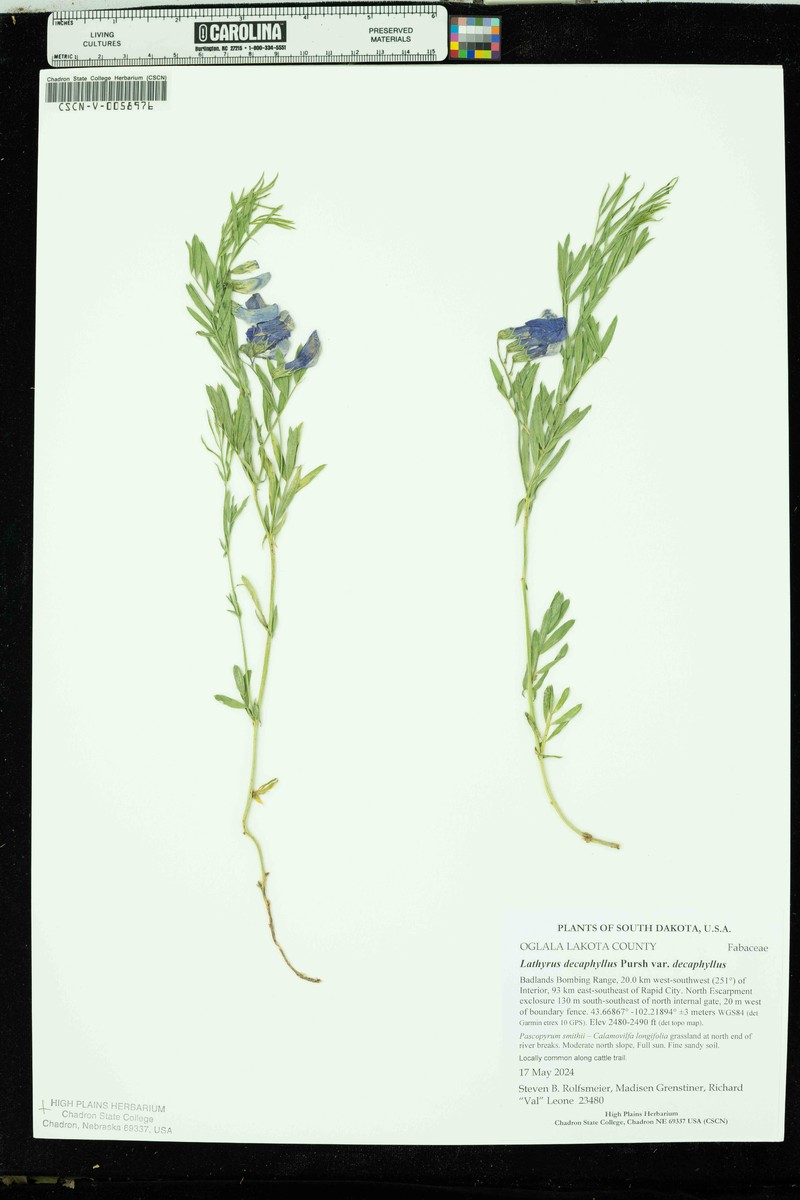 Manystem Pea photo 3