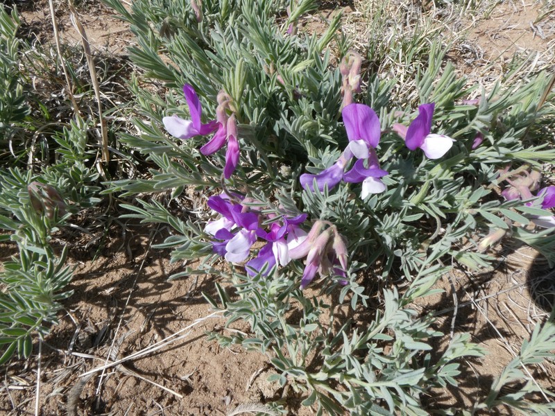 Lathyrus decaphyllus var. incanus