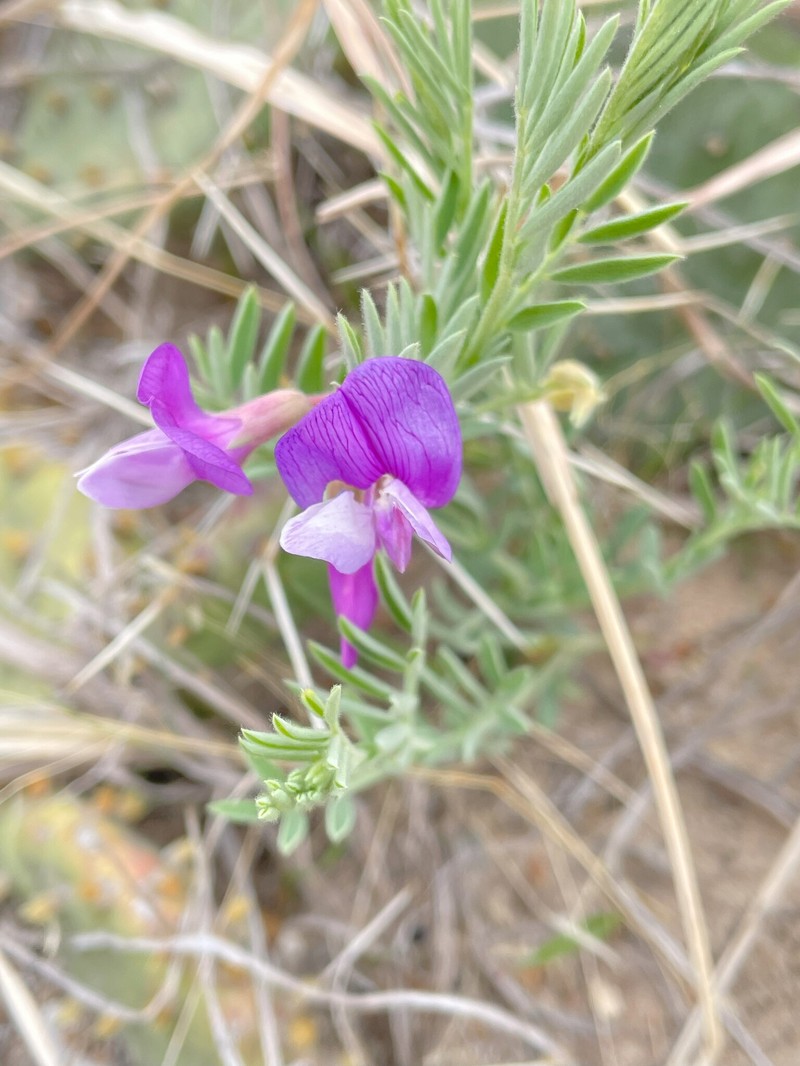 Lathyrus decaphyllus var. incanus photo 2