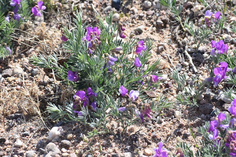 Lathyrus decaphyllus var. incanus photo 4
