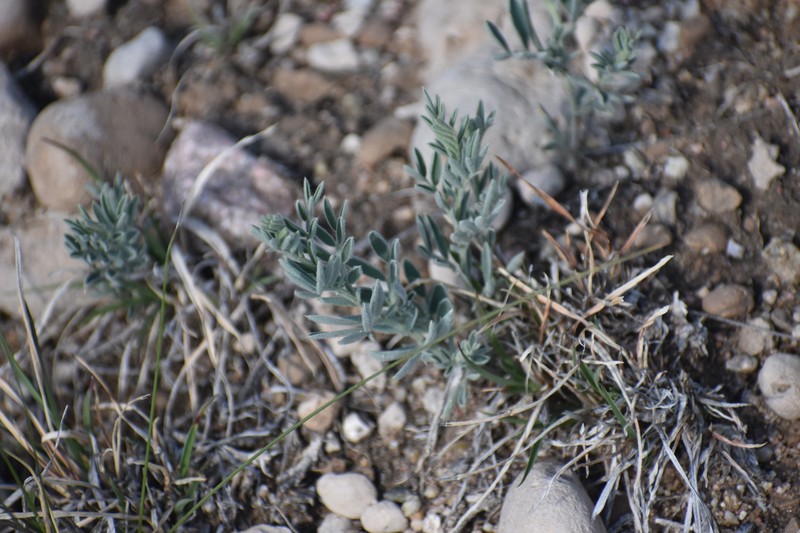 Lathyrus decaphyllus var. incanus photo 5
