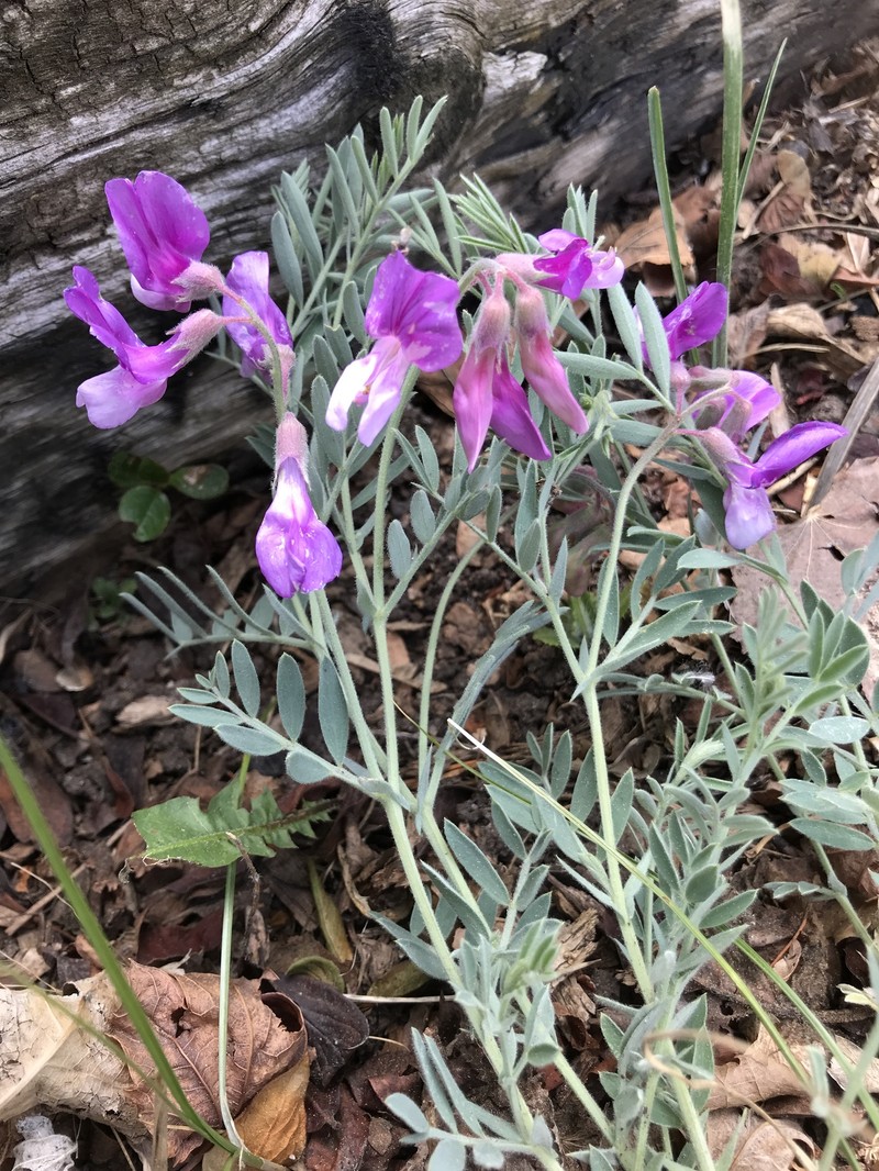 Lathyrus decaphyllus var. incanus photo 6