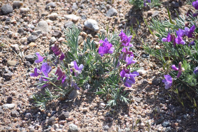 Lathyrus decaphyllus var. incanus photo 7