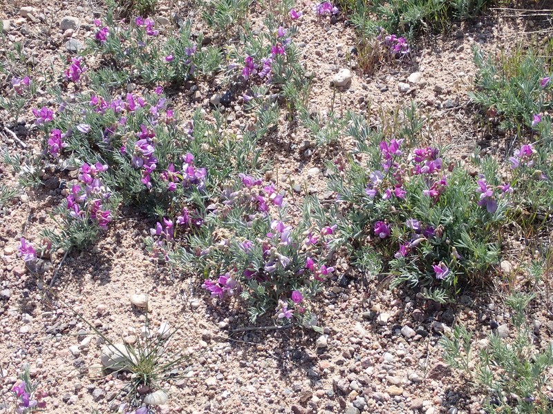 Lathyrus decaphyllus var. incanus photo 8