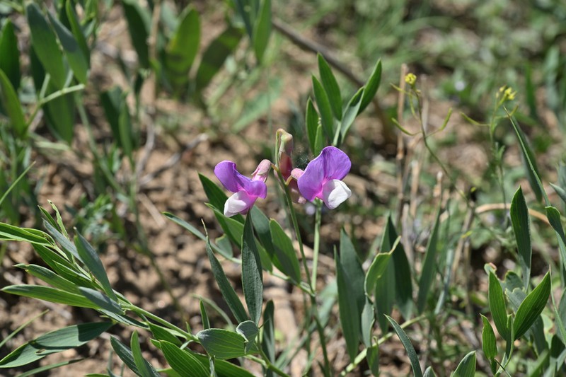 Bush Vetchling