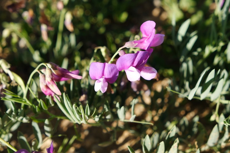 Bush Vetchling photo 2