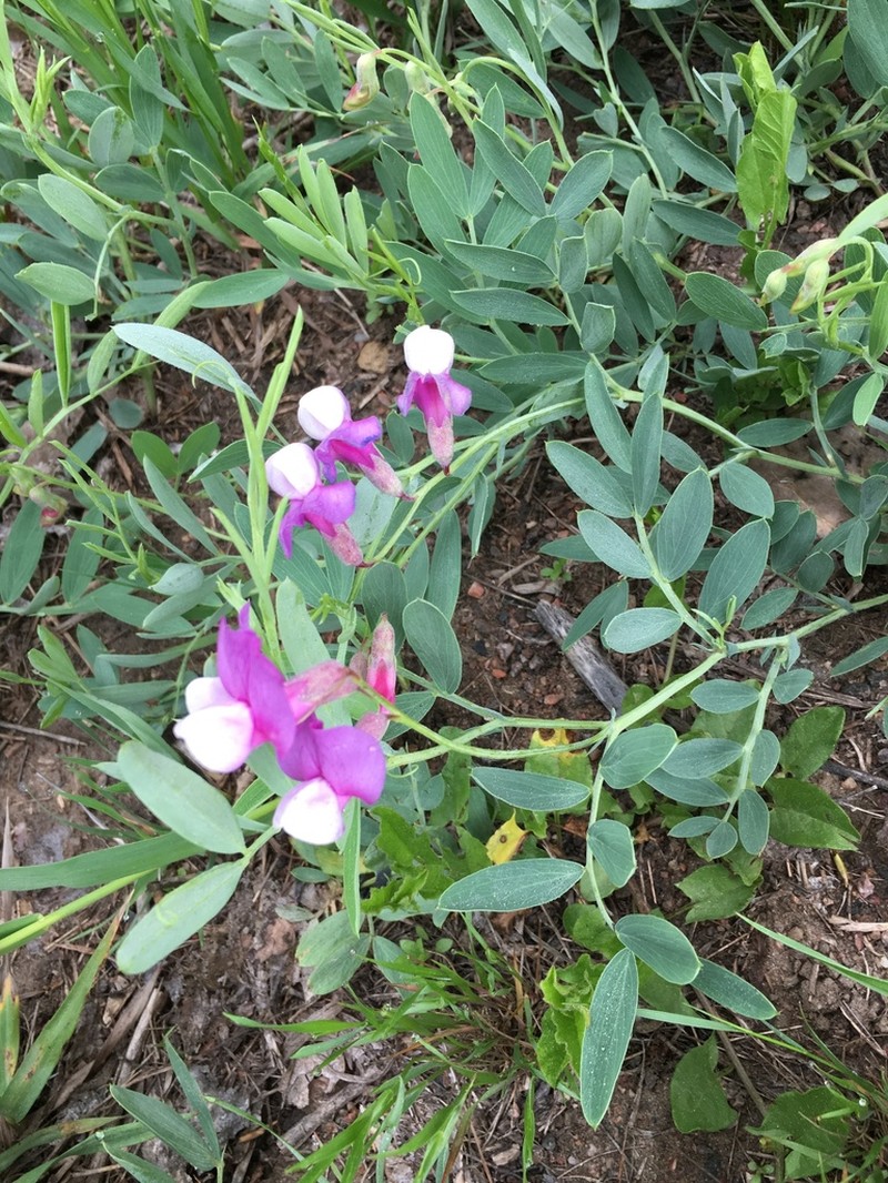 Bush Vetchling photo 3