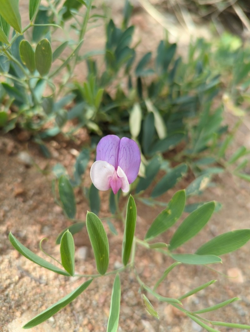 Bush Vetchling photo 4