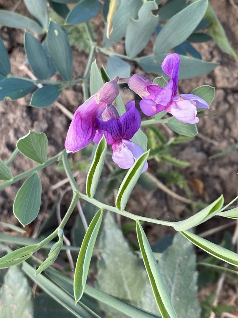 Bush Vetchling photo 5