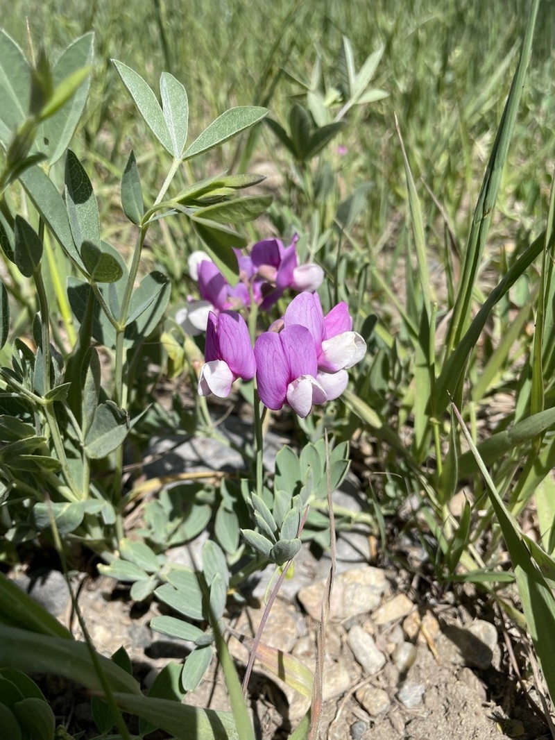 Bush Vetchling photo 6