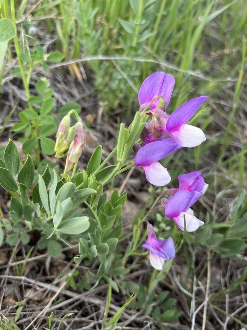 Bush Vetchling photo 7