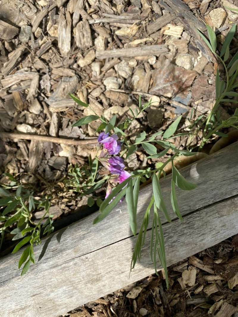 Bush Vetchling photo 8