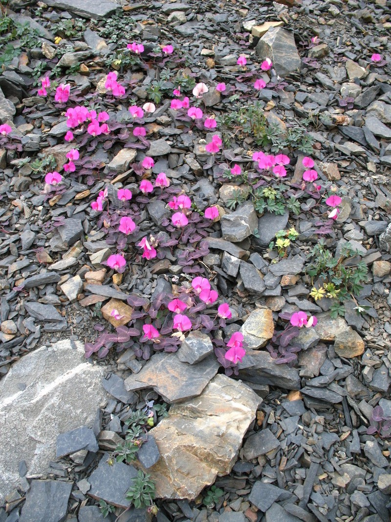 Lathyrus formosus