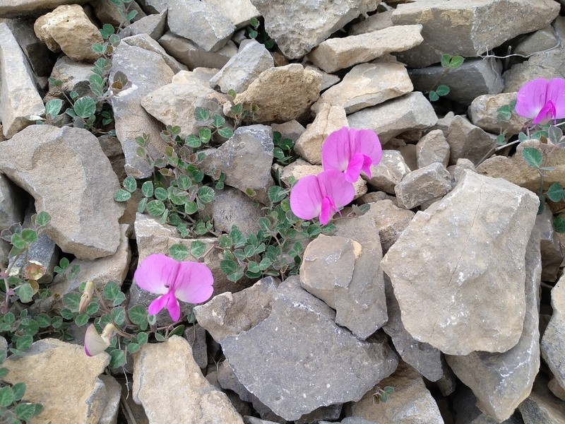 Lathyrus formosus photo 2