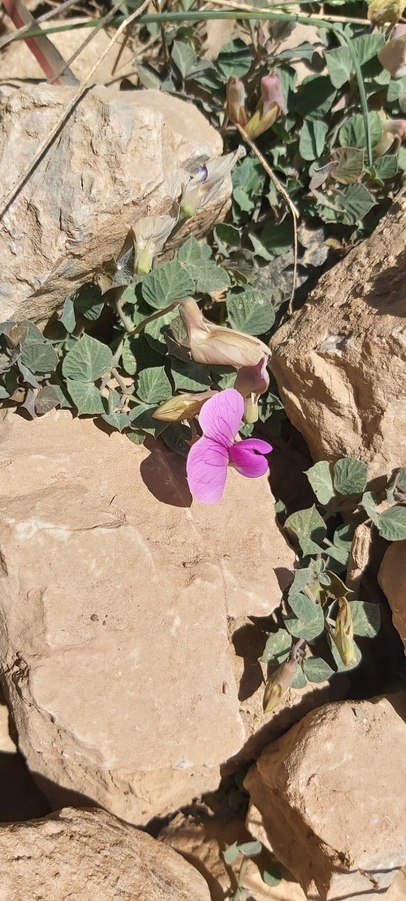 Lathyrus formosus photo 3