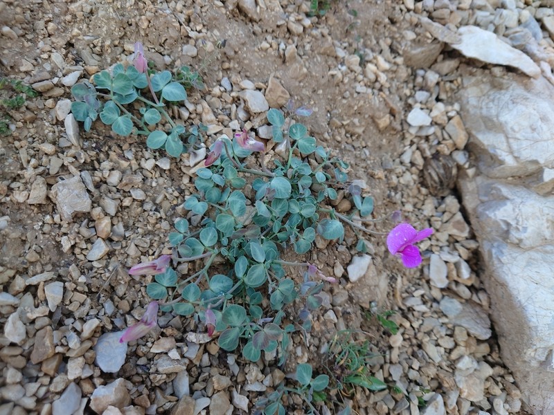 Lathyrus formosus photo 4