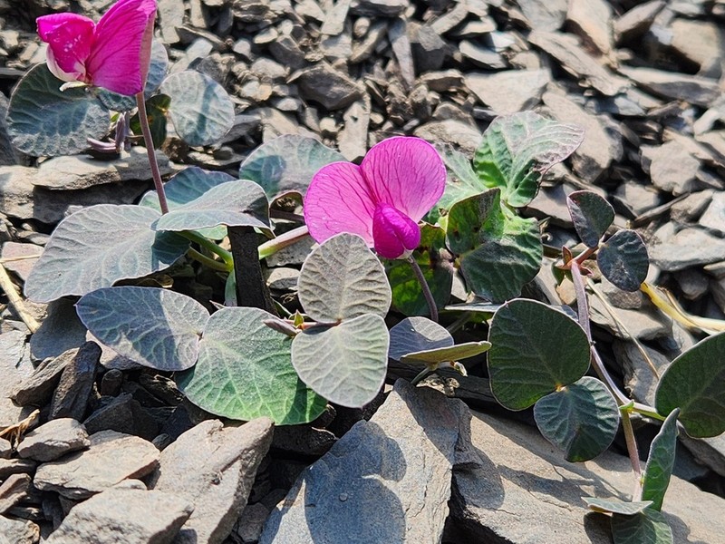 Lathyrus formosus photo 5