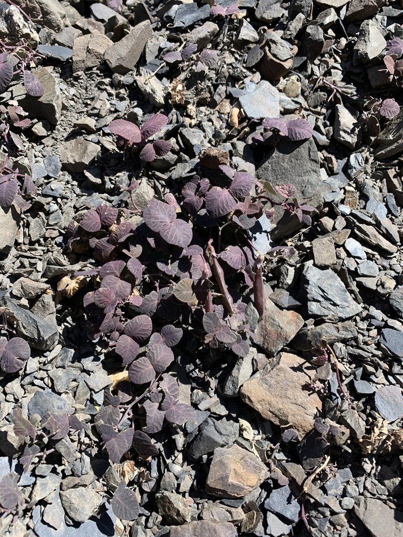 Lathyrus formosus photo 6
