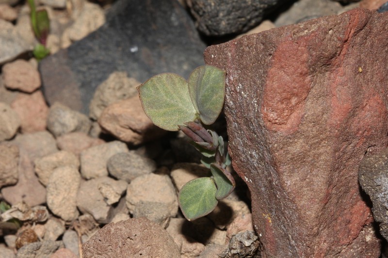 Lathyrus formosus photo 7