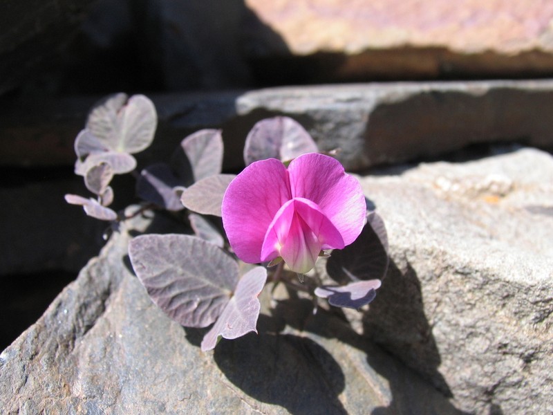 Lathyrus formosus photo 8