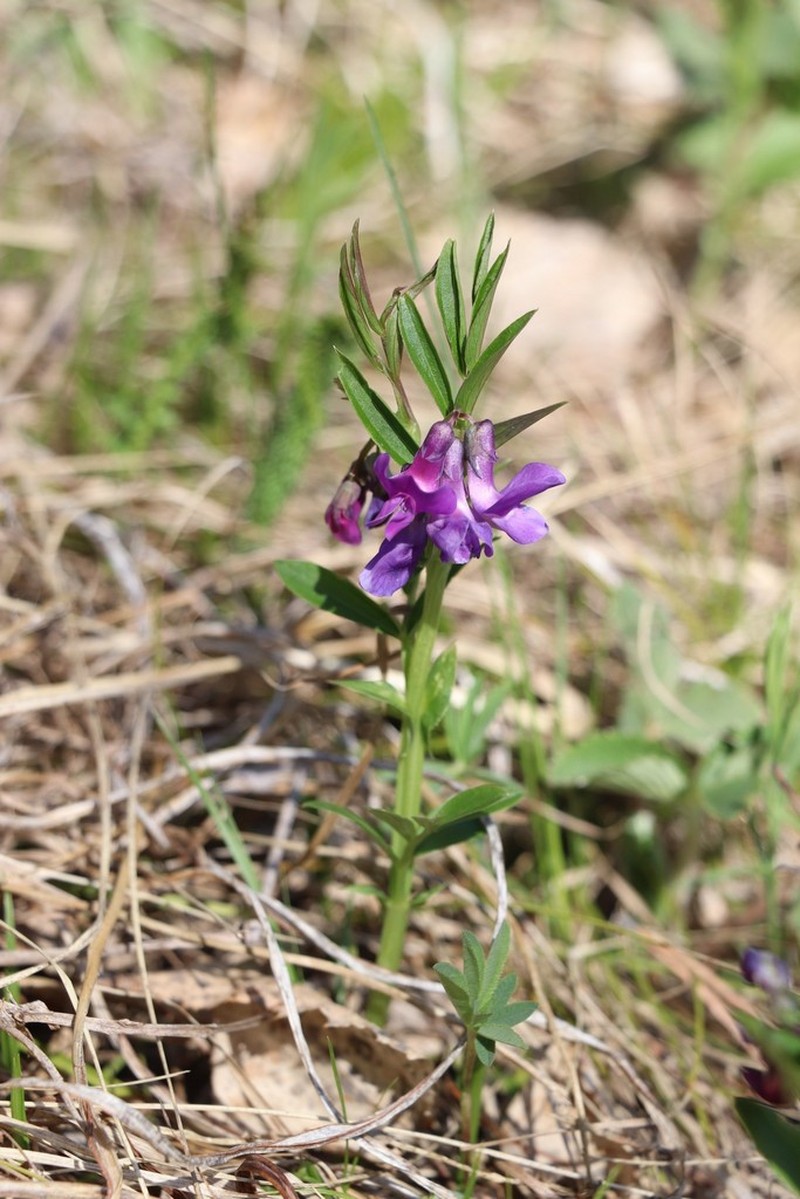 Lathyrus frolovii
