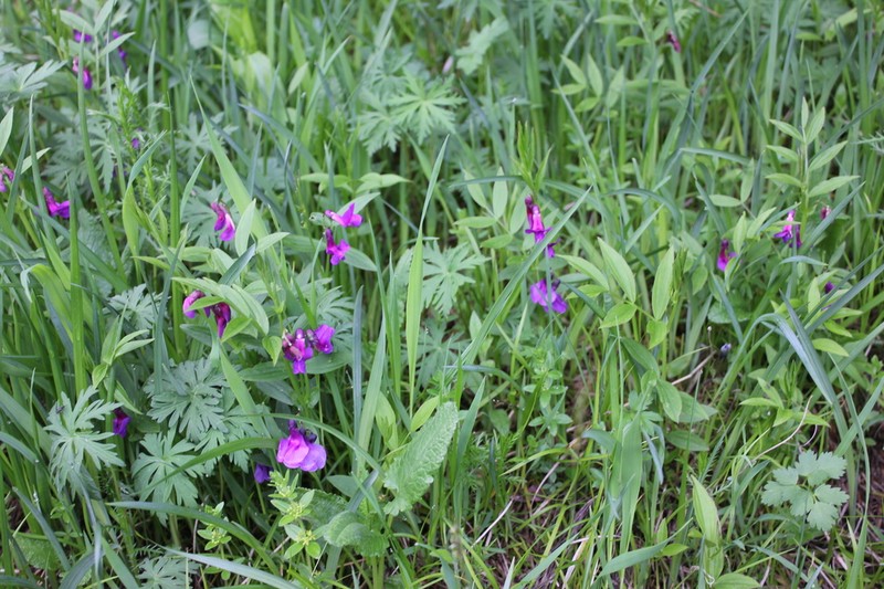 Lathyrus frolovii photo 2