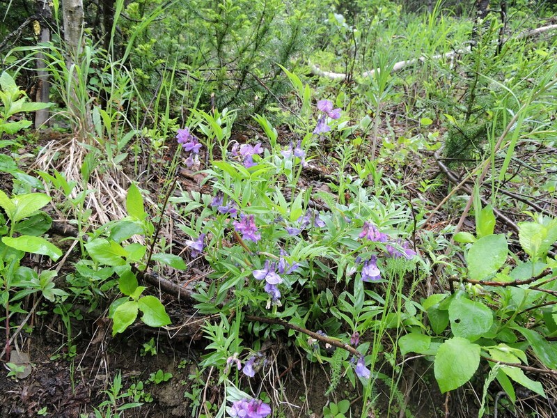 Lathyrus frolovii photo 3