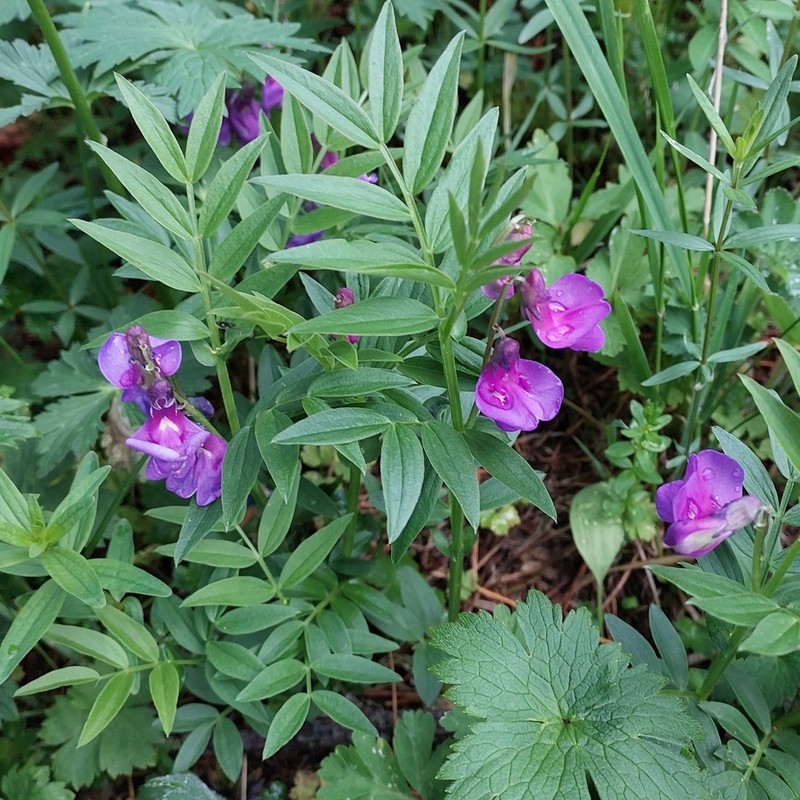 Lathyrus frolovii photo 4