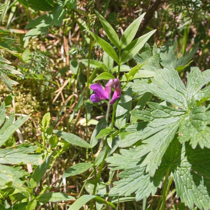 Lathyrus frolovii photo 5