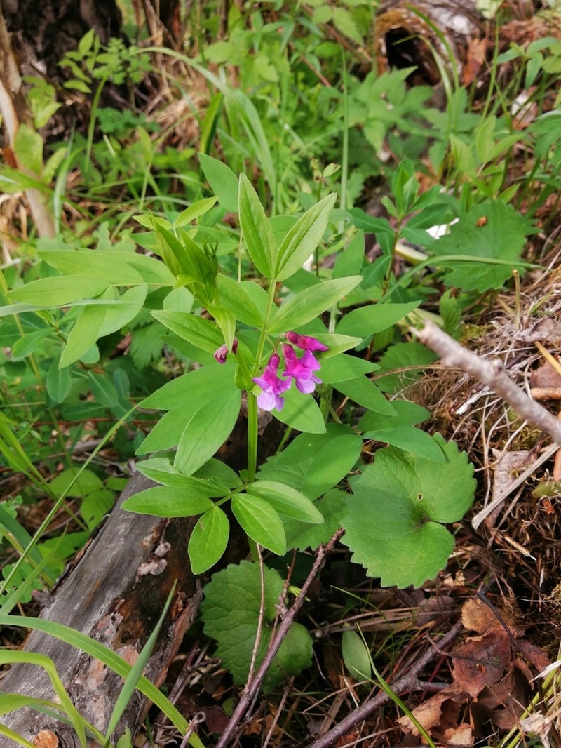 Lathyrus frolovii photo 6