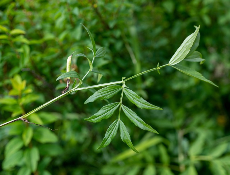 Lathyrus frolovii photo 7
