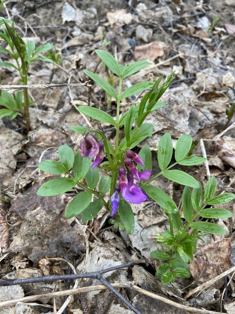 Lathyrus frolovii photo 8