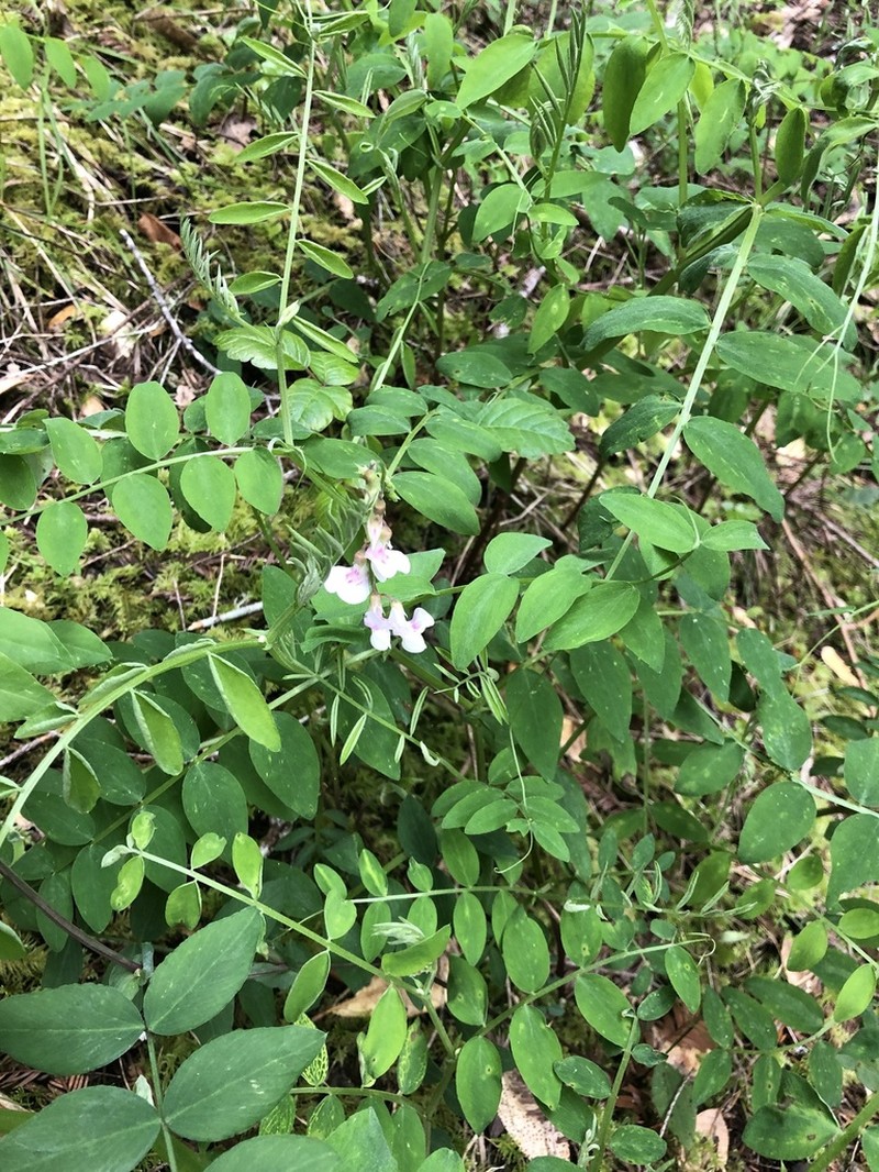 Redwood Pea photo 2