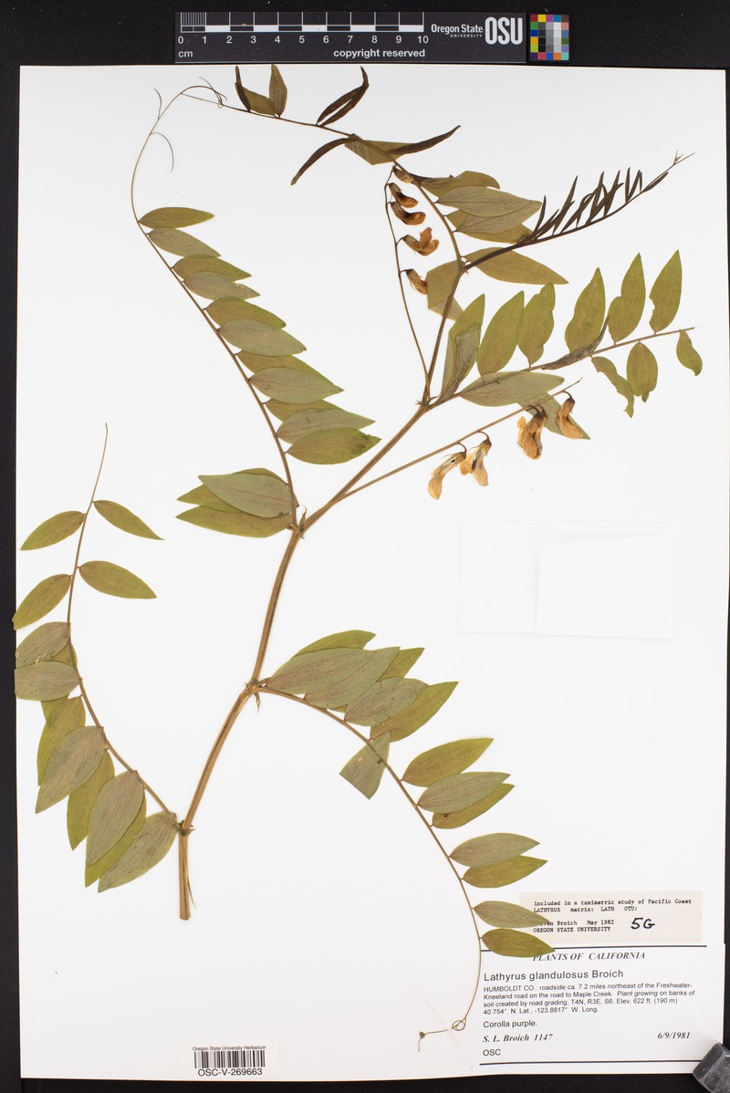 Redwood Pea photo 6