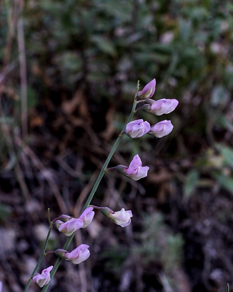 Grassleaf Pea