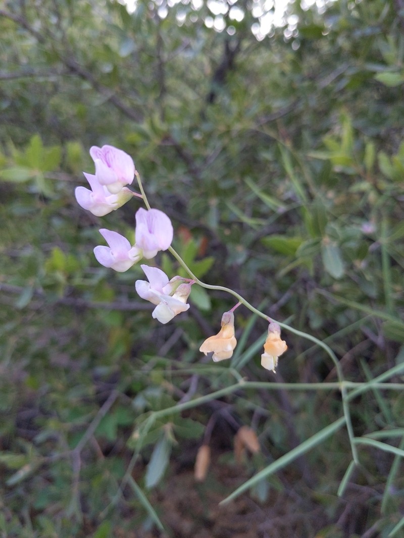 Grassleaf Pea photo 2
