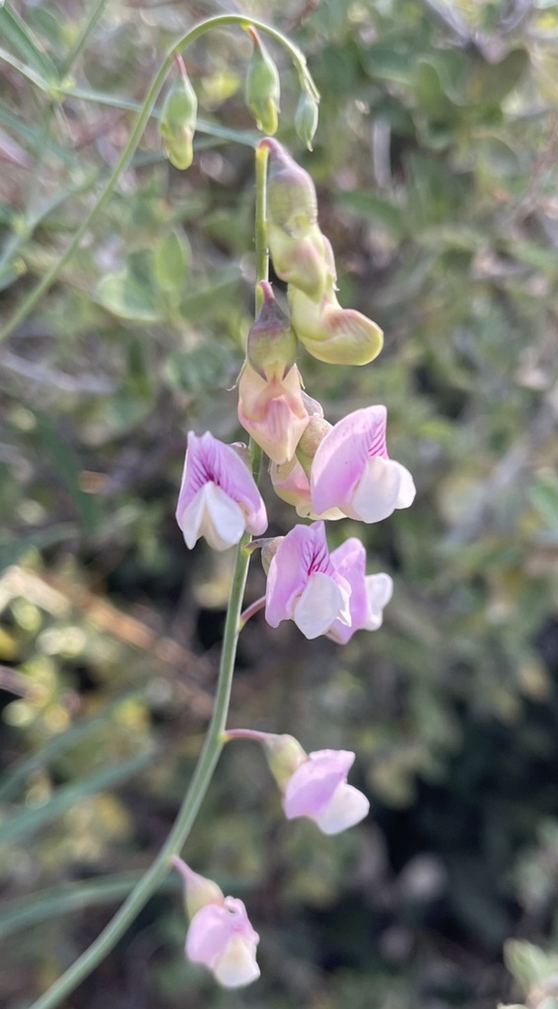 Grassleaf Pea photo 3