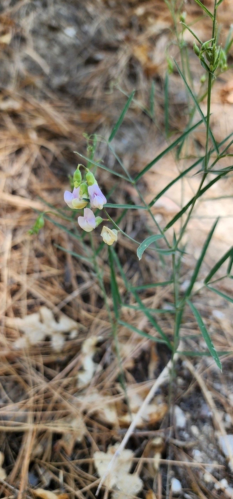 Grassleaf Pea photo 4